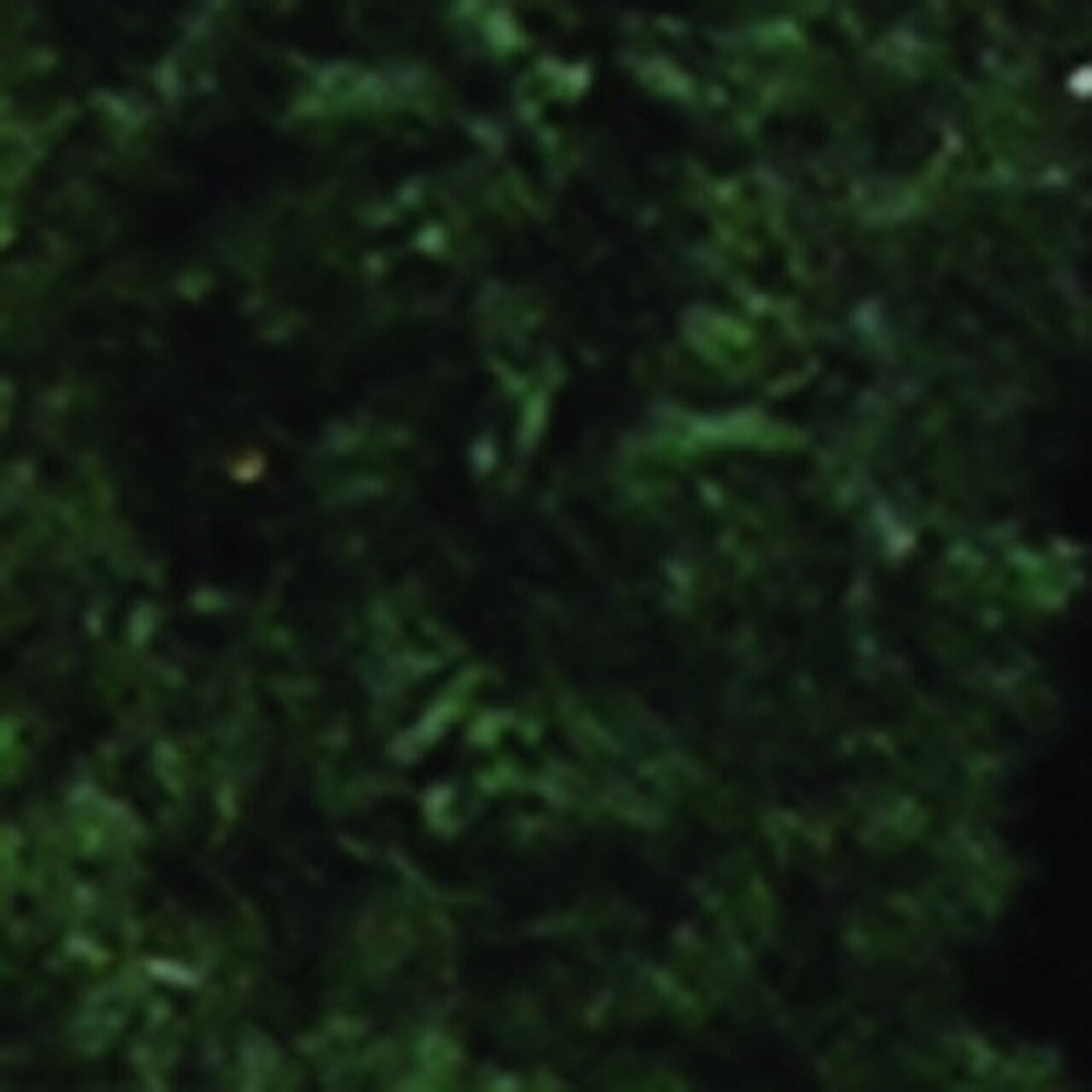 The Ribbon People Hunter Green Chenille Wired Craft Ribbon 0.25" x 110 Yards